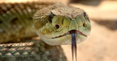 How the hell does treatment for a rattlesnake bite in America cost $153K? Because our healthcare system's a mess and the GOP won't let anyone fix it.