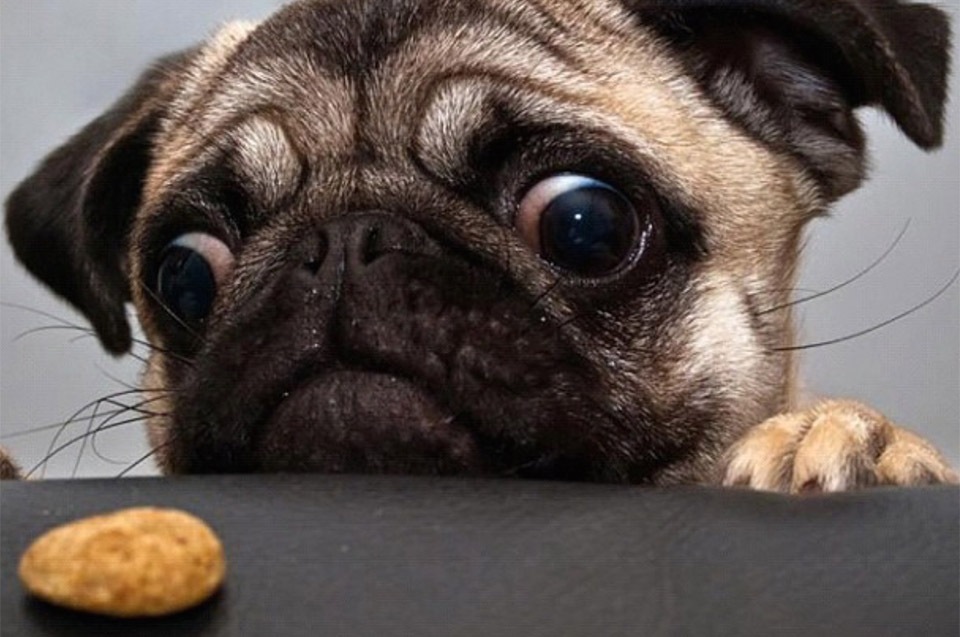 Cookies policy - photo of cute pug dog peering over the kitchen counter at a cookie.